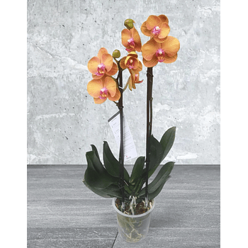 Orquidea Naranja Y Violeta De 2 Baras