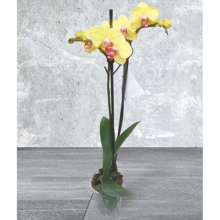 Orquidea Amarillo Y Morado De 2 Baras