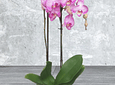 Orquidea Morado Y Blanco De 2 Baras