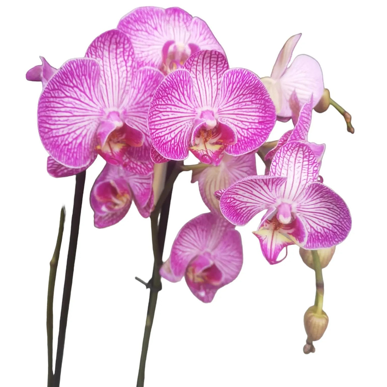 Orquidea Morado Y Blanco De 2 Baras