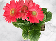 Planta Gerbera Salmon En Matera De Ceramica Blanca