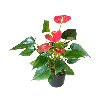 Planta De Anturios Color Rojo