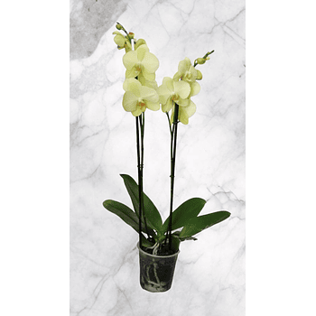 Orquidea Verde Con Amarillo Dos Baras