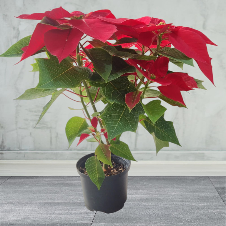 Flor de la Navidad Poinsettia