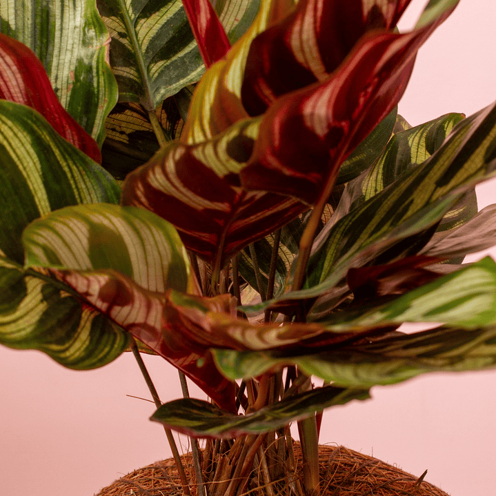 Kokedama Calathea Papelillo 3