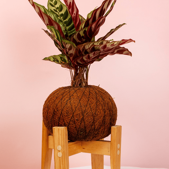Kokedama Calathea Papelillo 1