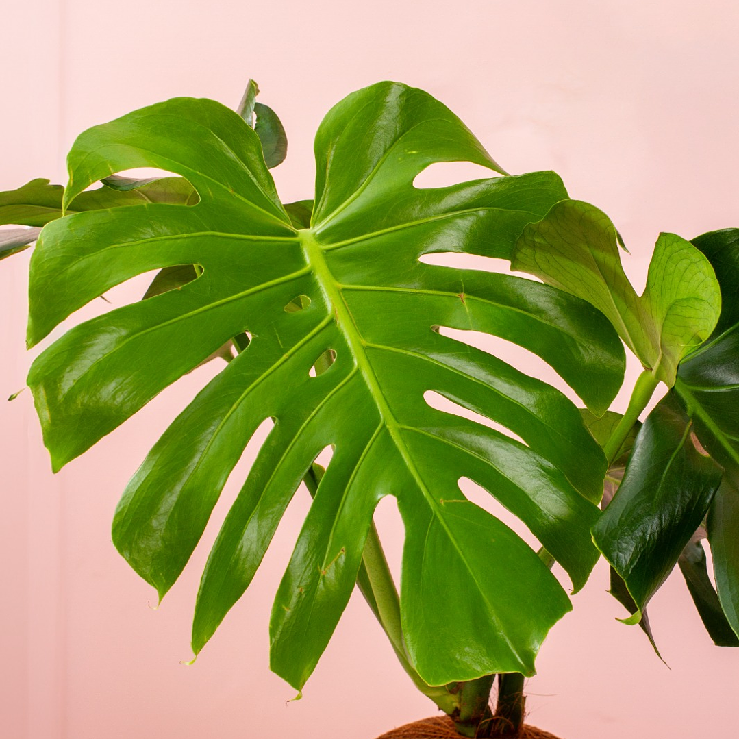 Monstera En Kokedama 2