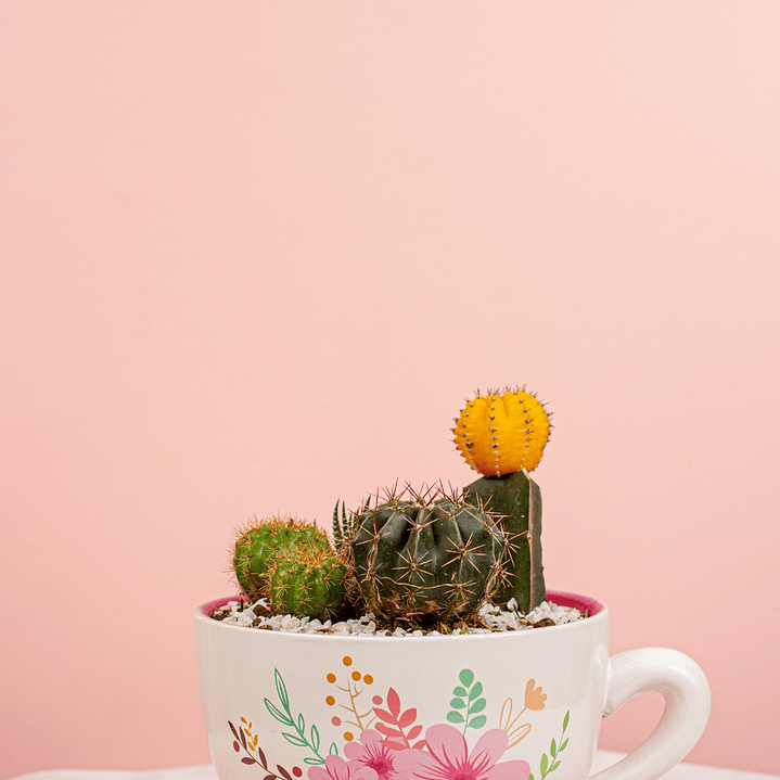 Terrario En Taza Blanco Con Rosa 1