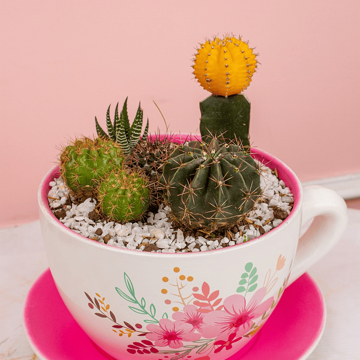 Terrario En Taza Blanco Con Rosa 2
