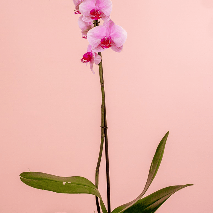 Orquidea Morada y Blanco Una Bara 1