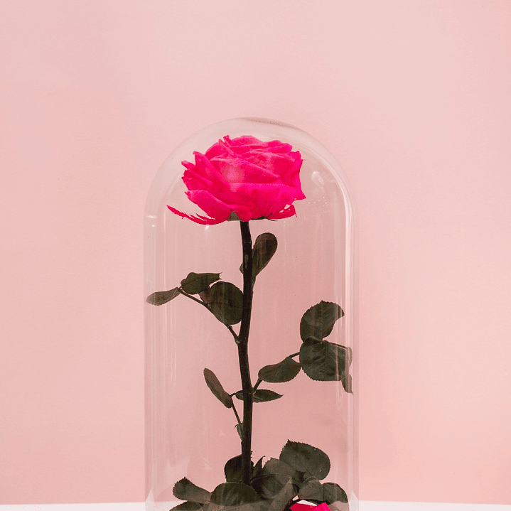Rosa Preservada Color Fucsia 1