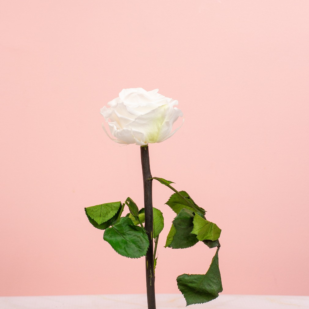 Rosa Preservada Color Blanco 2