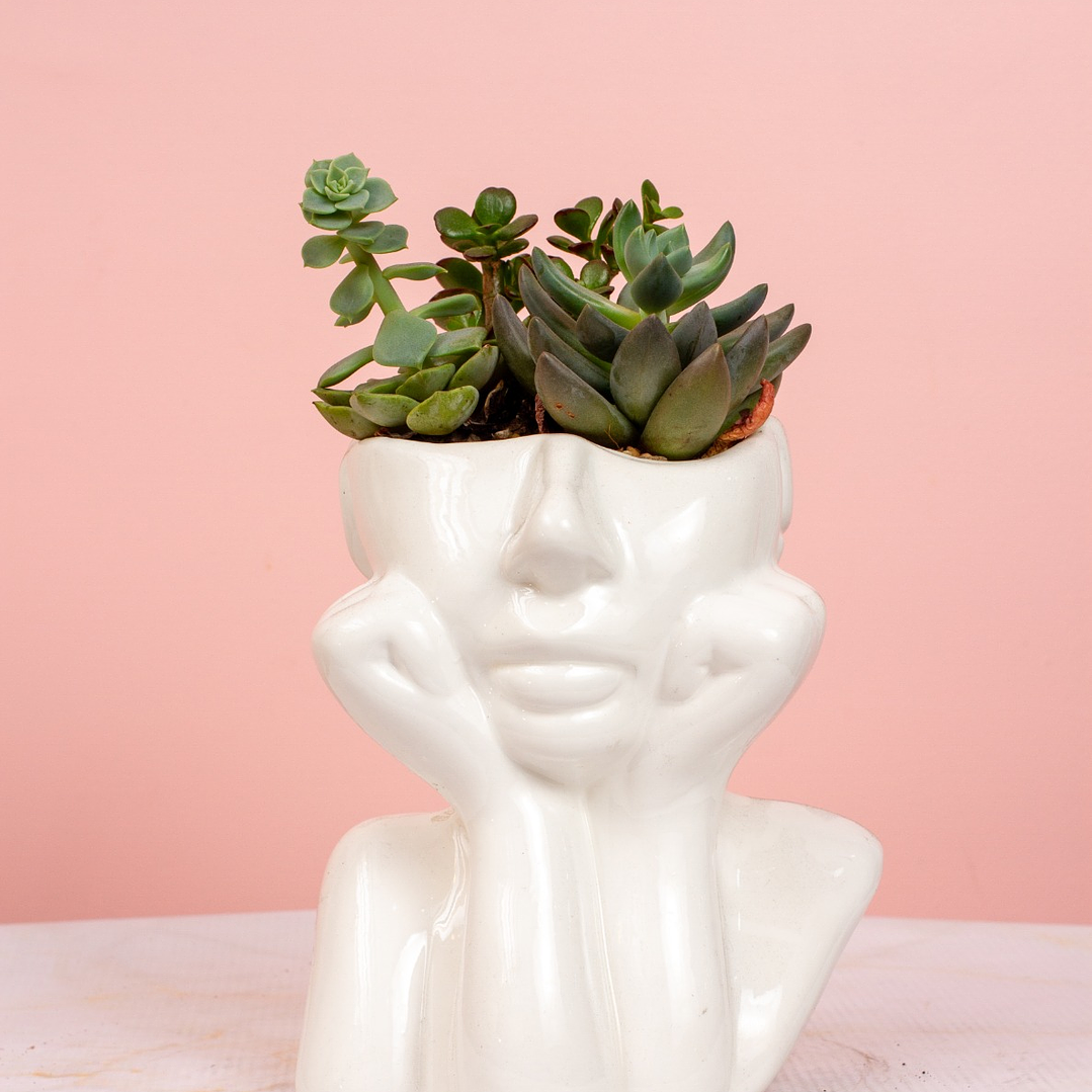 Jardin Suculentas En Matera De Rostro 1