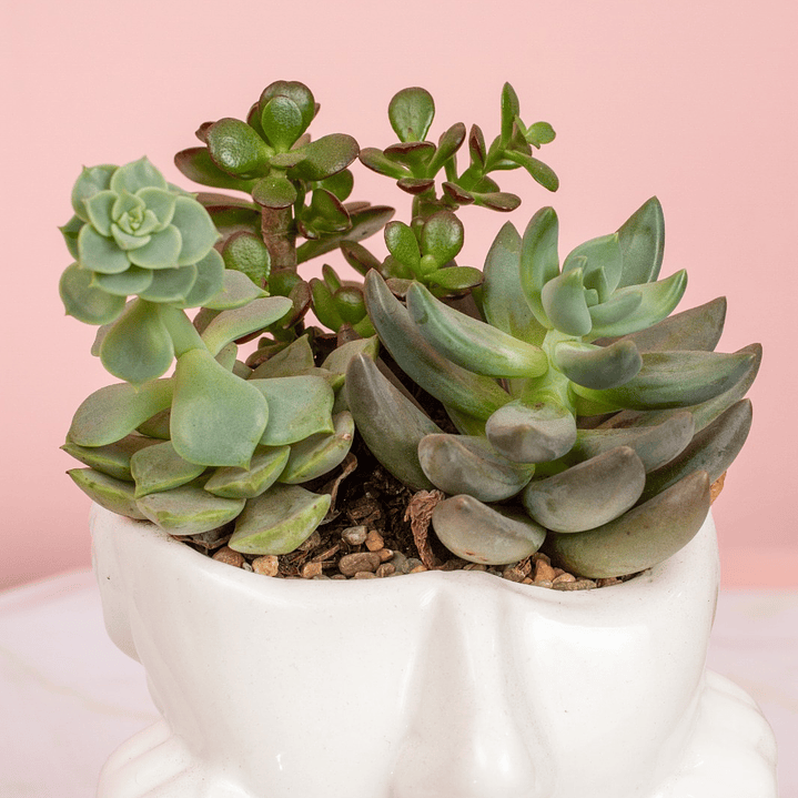 Jardin Suculentas En Matera De Rostro 3