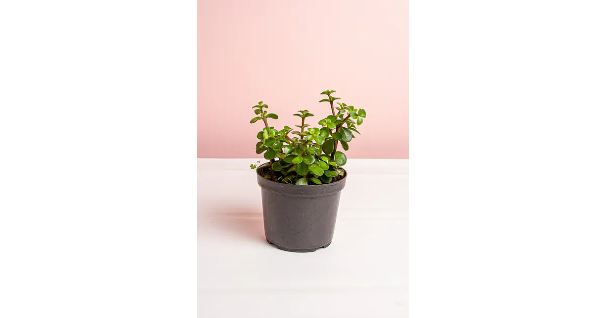 Planta Jade Hembra Pequeo