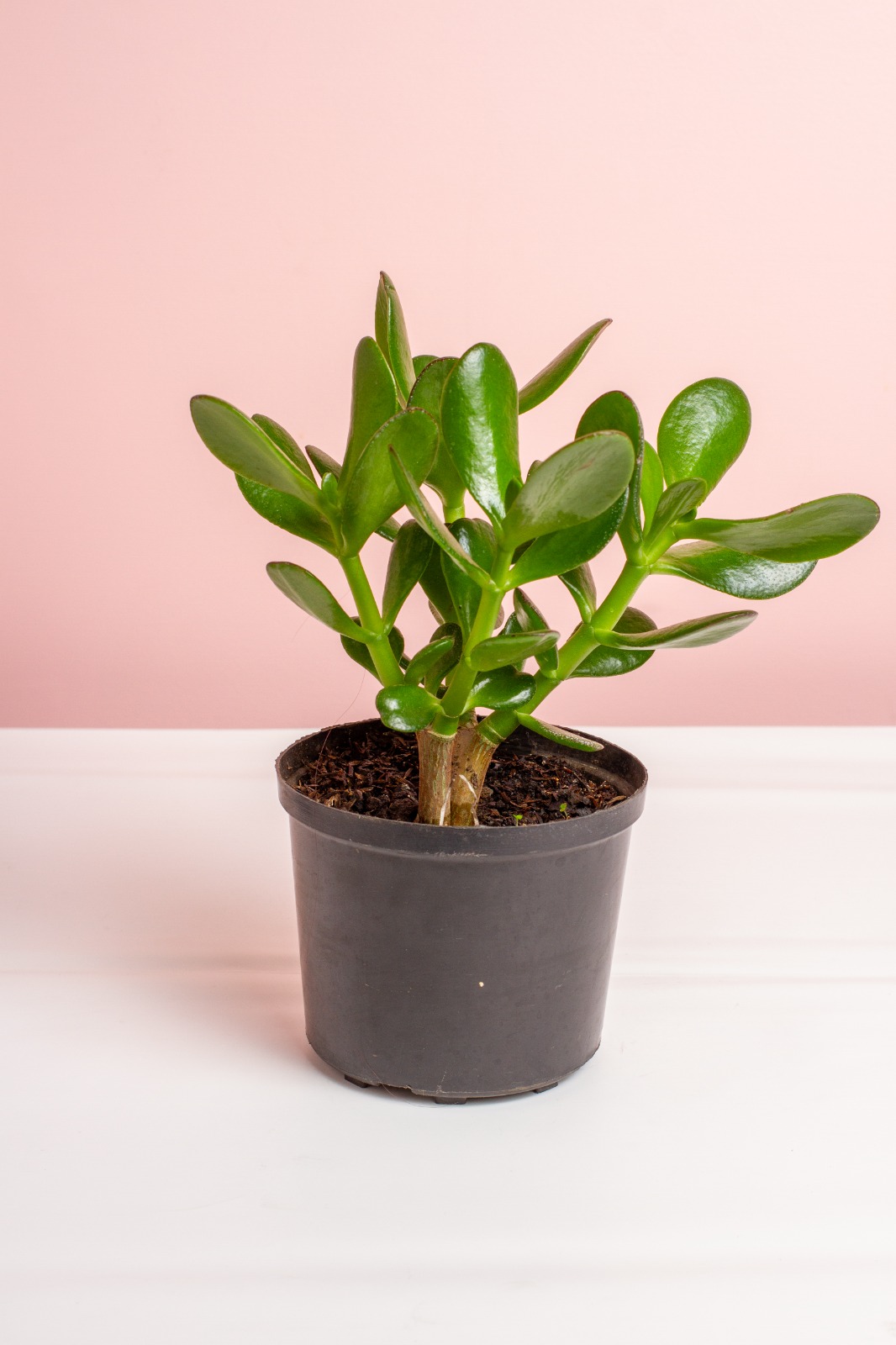 Planta Jade Macho
