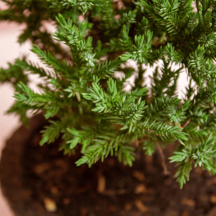 Bonsái Pino Rastrero Pequeño  2