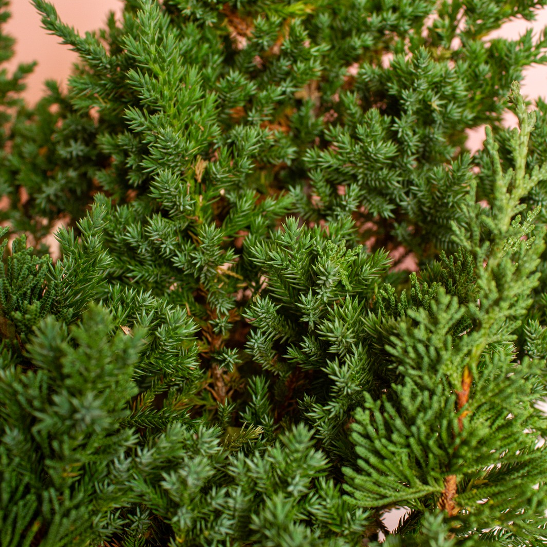 Bonsai Grande Pino Rastrero 3