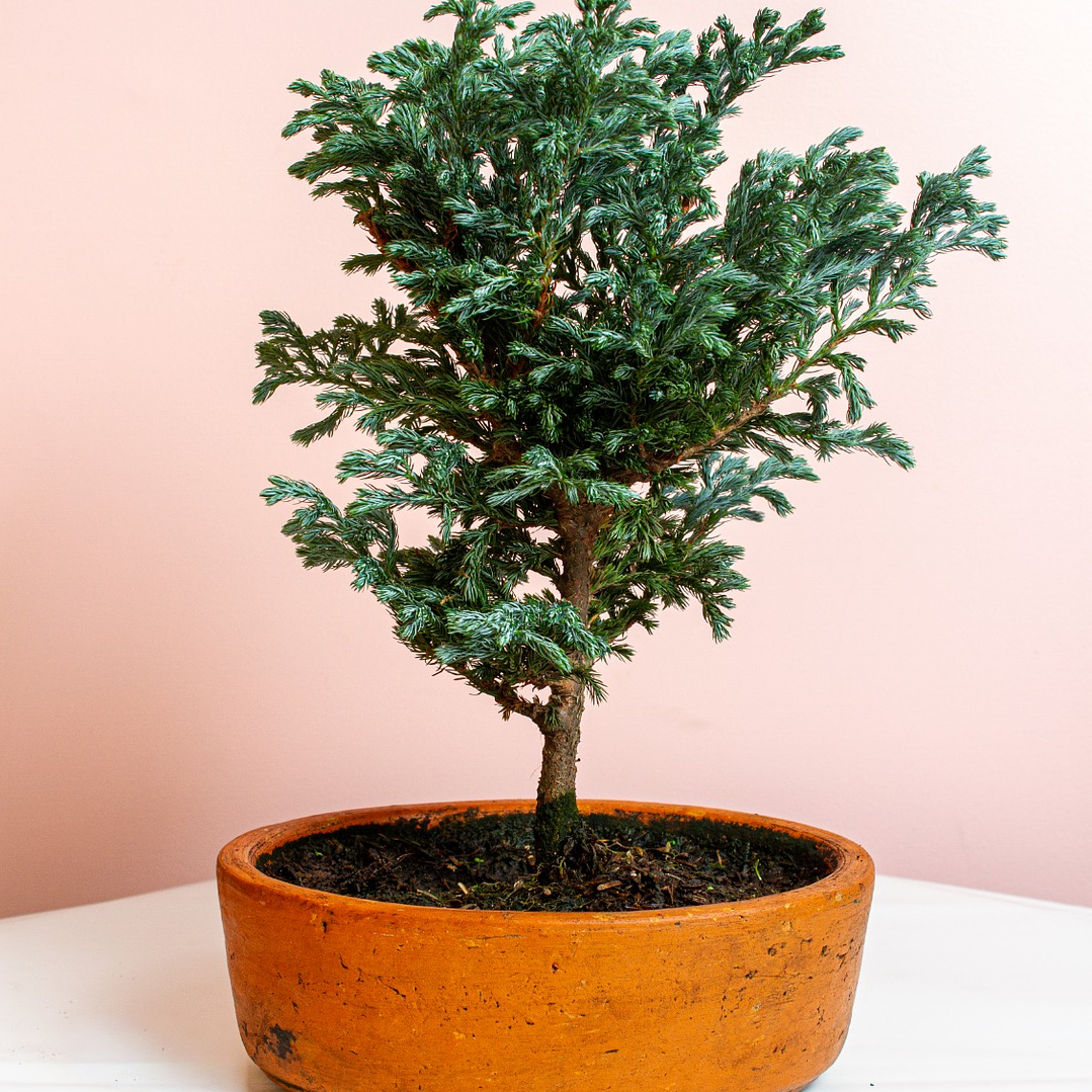 Bonsai Pino Azul Grande 1