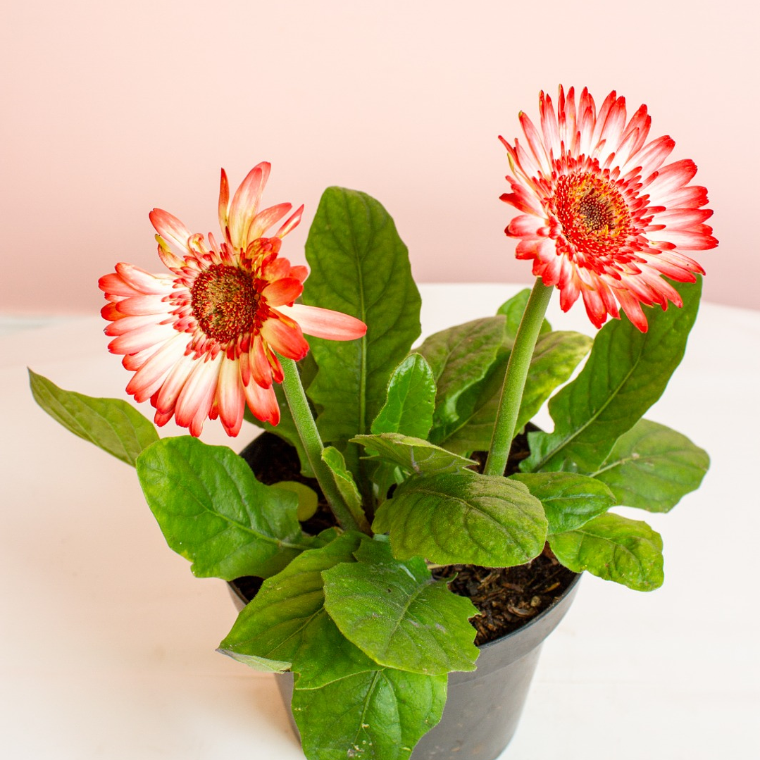 Planta Gerbera Fucsia con Blanco 2