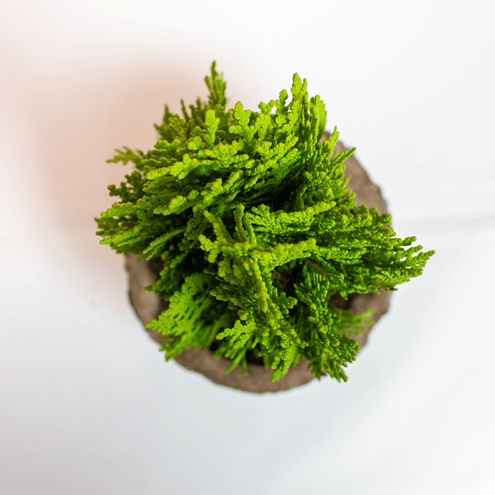 Bonsai Pino Libro Grande 2