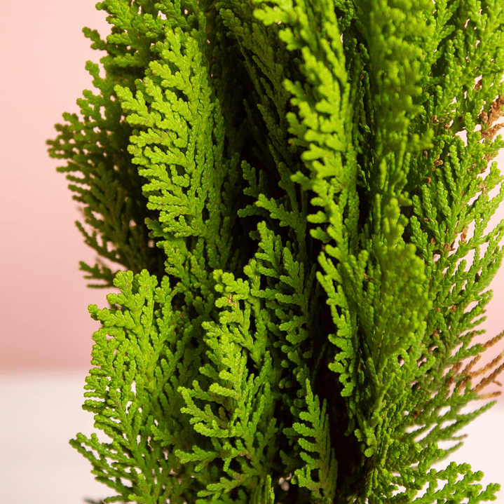 Bonsai Pino Libro Grande 3