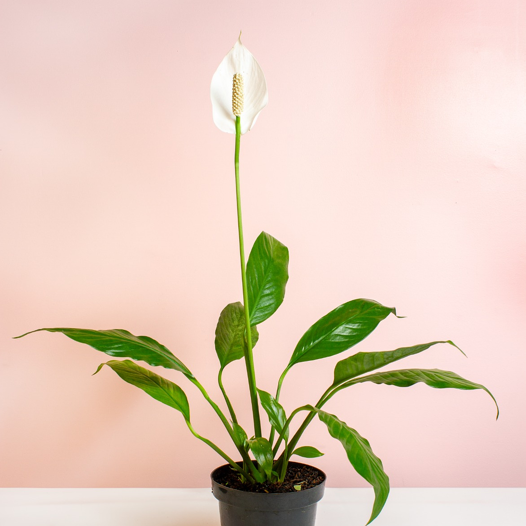 Planta Vela del Viento Matera. 1