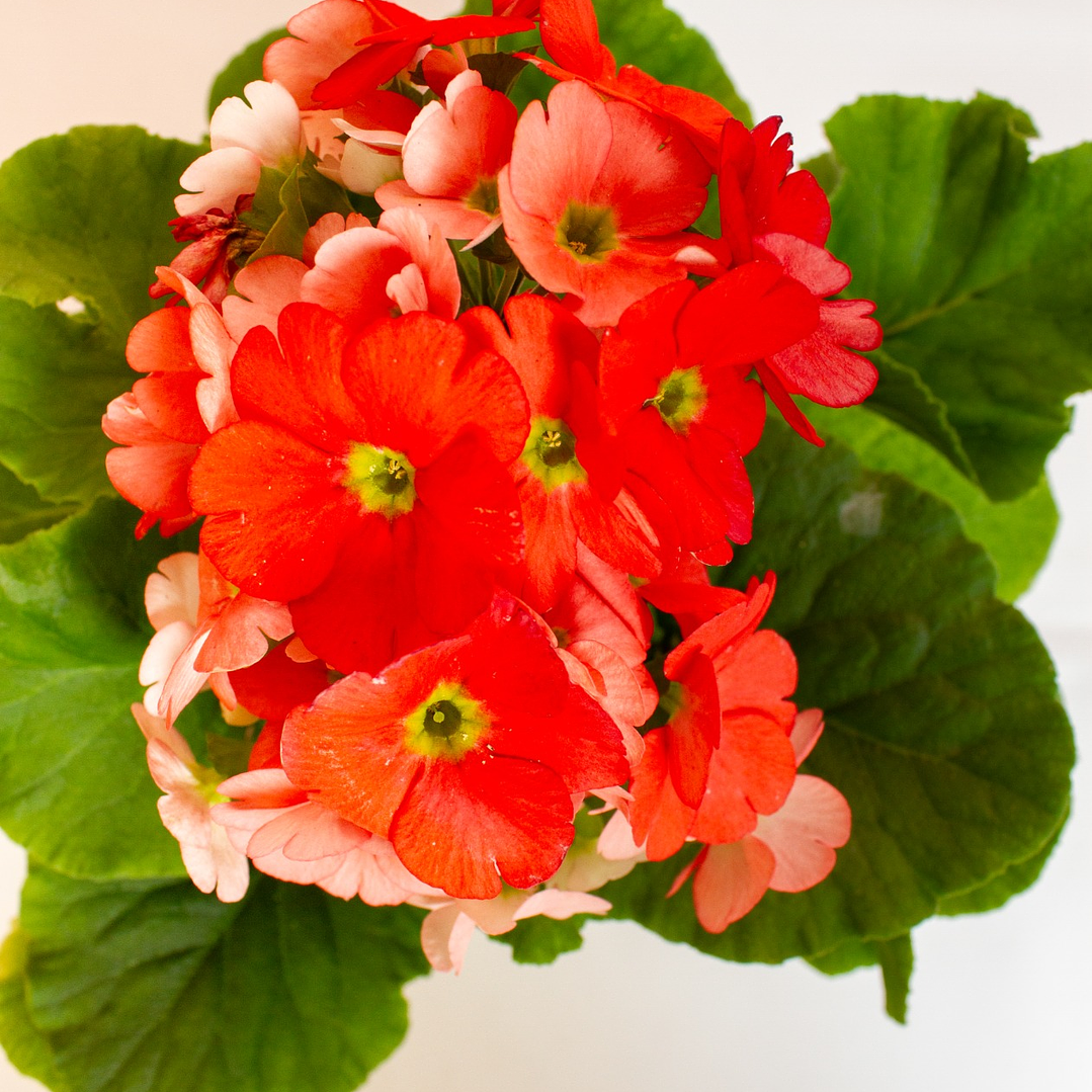 Planta Primavera Color rosada 3