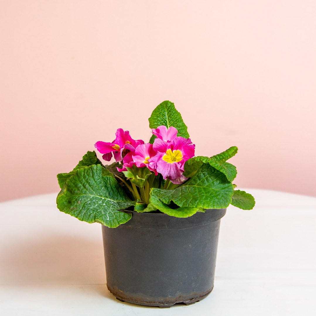 Planta Prímula Rosada con Amarrillo y Blanco 1