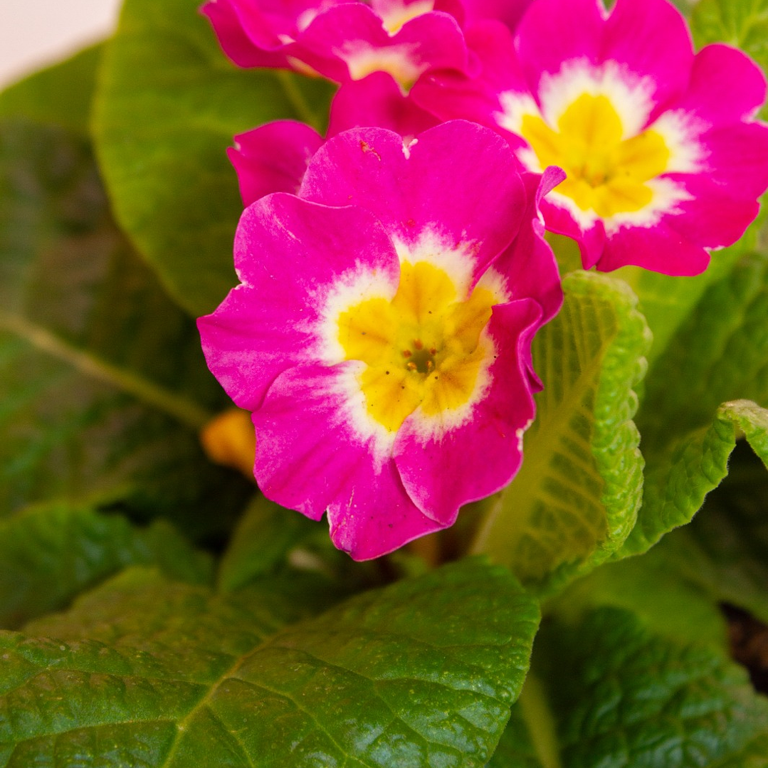 Planta Prímula Rosada con Amarrillo y Blanco 3