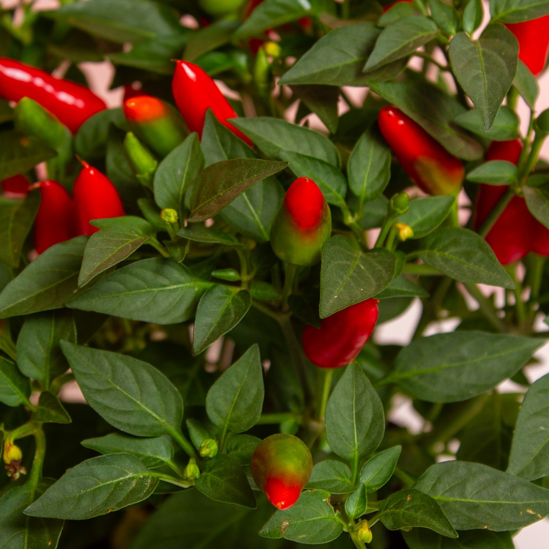 Planta Aji Ornamental 2