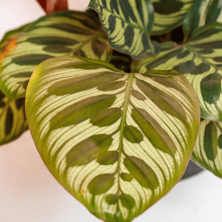 Planta Calathea Makoyana. 2