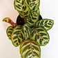Planta Calathea Makoyana. - Miniatura 3