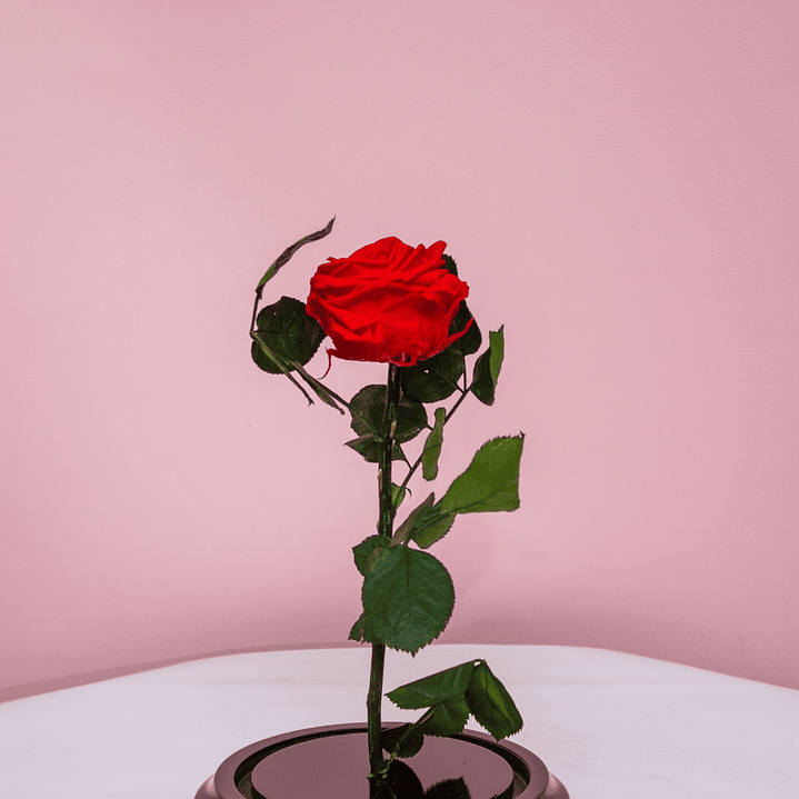 Rosa Preservada Color Roja 2