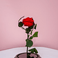 Rosa Preservada Color Roja - Miniatura 2