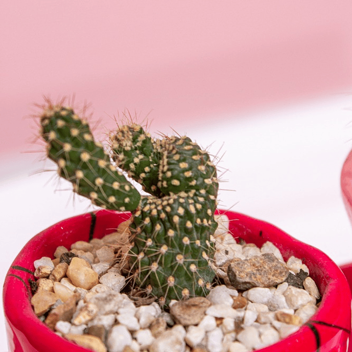 Cactus Matera De Pareja Con Silla 2