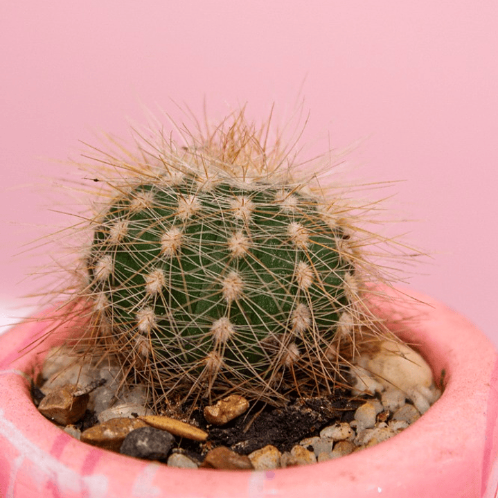 Cactus Matera De Pareja Con Silla 3