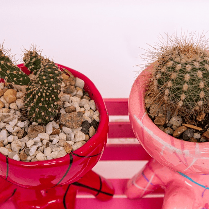 Cactus Matera De Pareja Con Silla 4