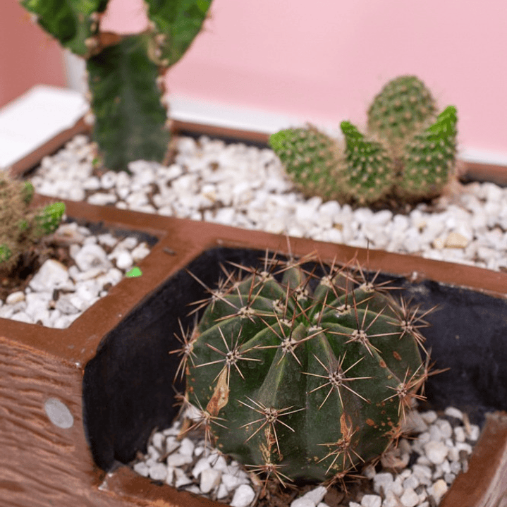 Terrario Cactus En Matera marrón 2