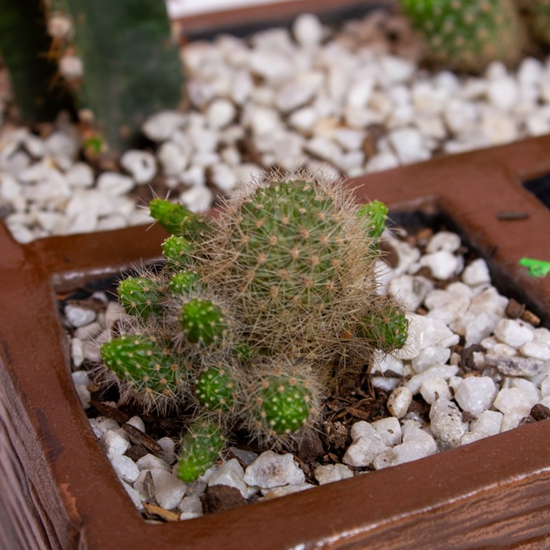 Terrario Cactus En Matera marrón 3