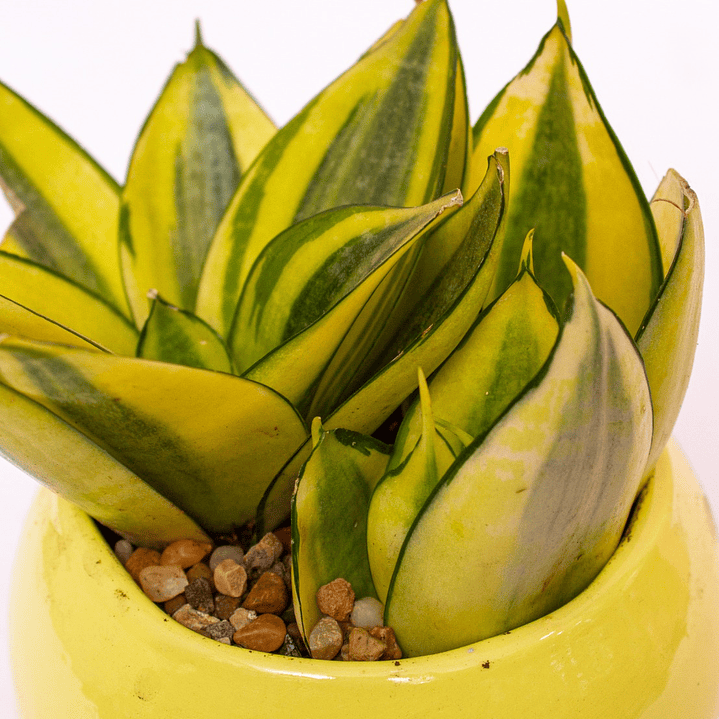 Lengua De Suegra Enana Matera Redonda 2