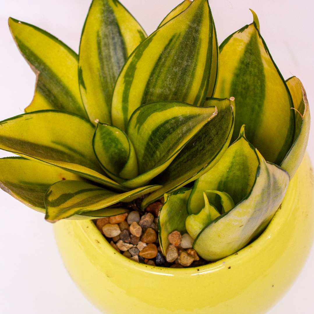 Lengua De Suegra Enana Matera Redonda 3