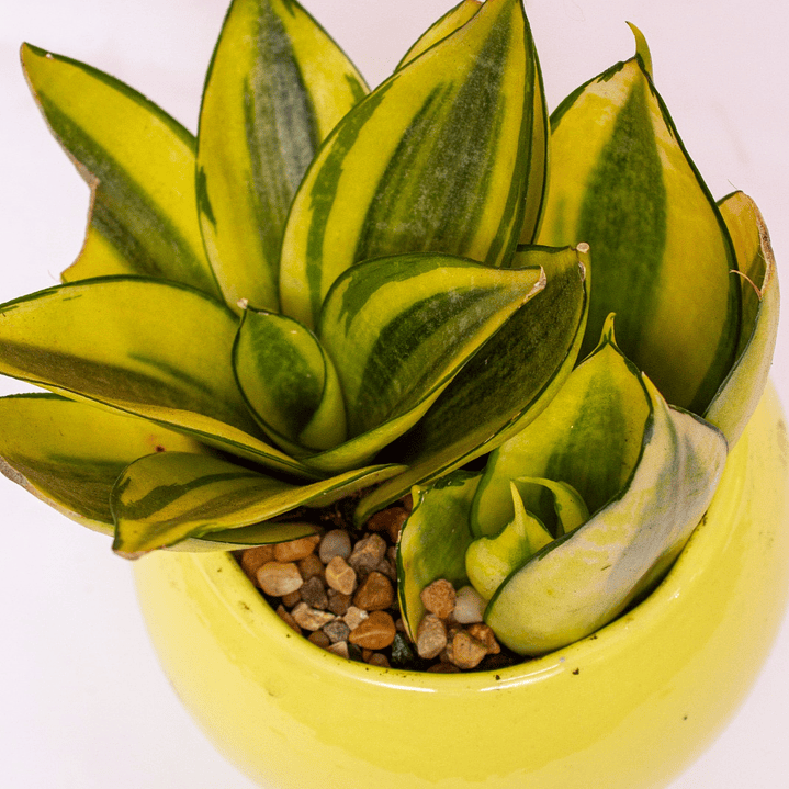 Lengua De Suegra Enana Matera Redonda 3