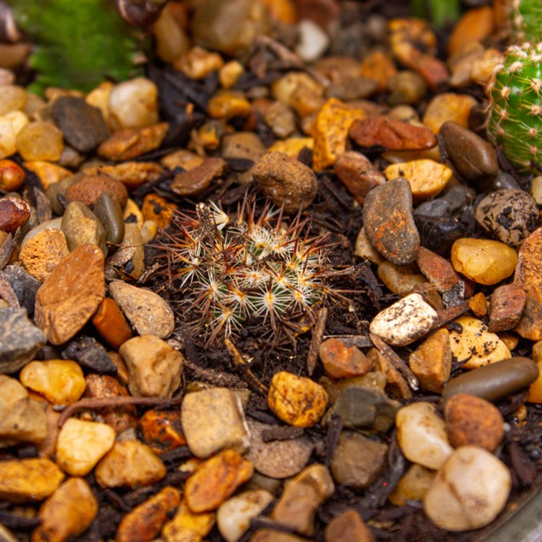 Terrario En Esfera De Cristal De Cactus  2