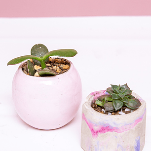 Suculenta En Matera De Cerámica