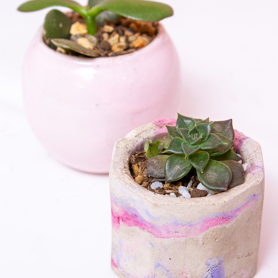 Suculenta En Matera De Cerámica 2