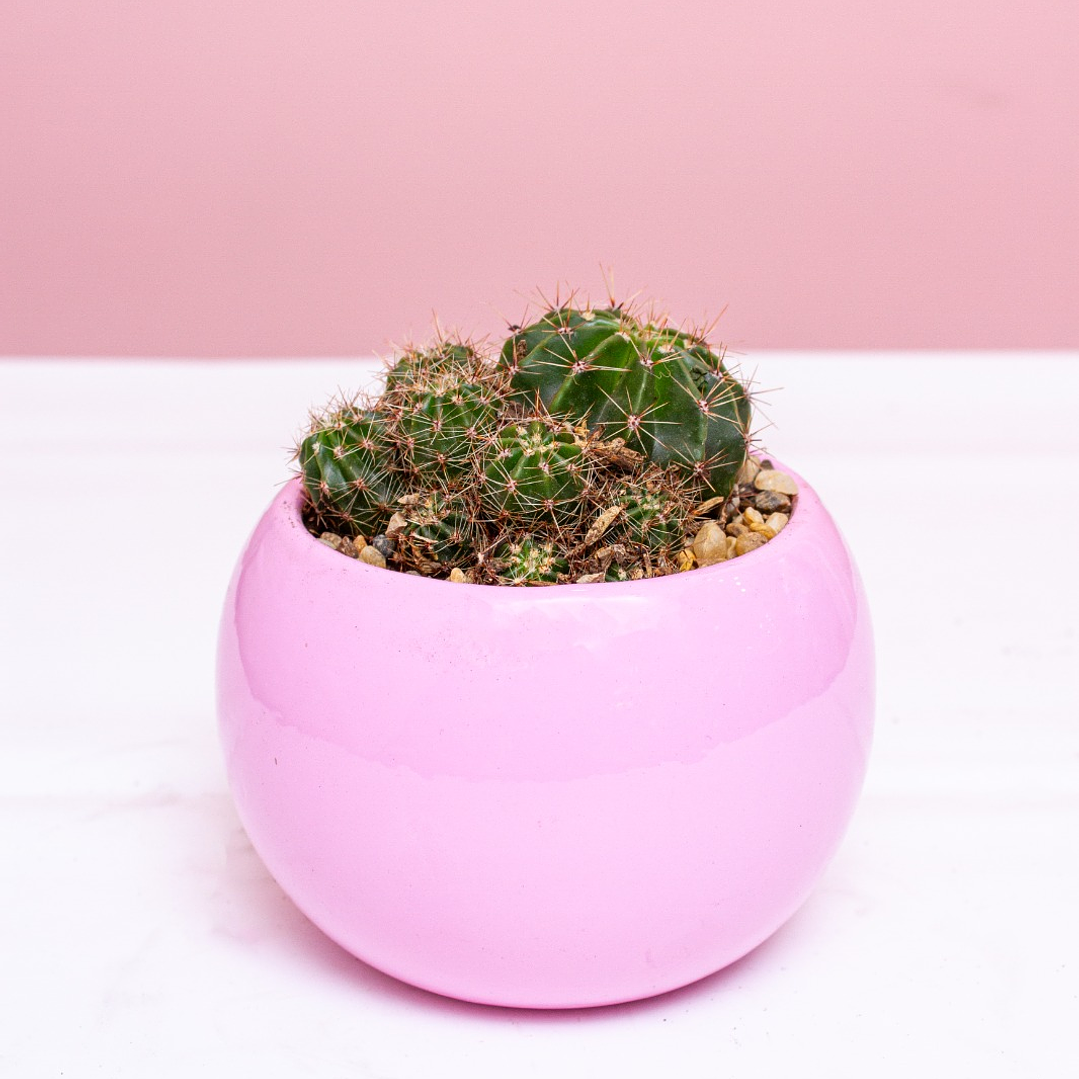 Cactus Mediano En Matera Redonda 1