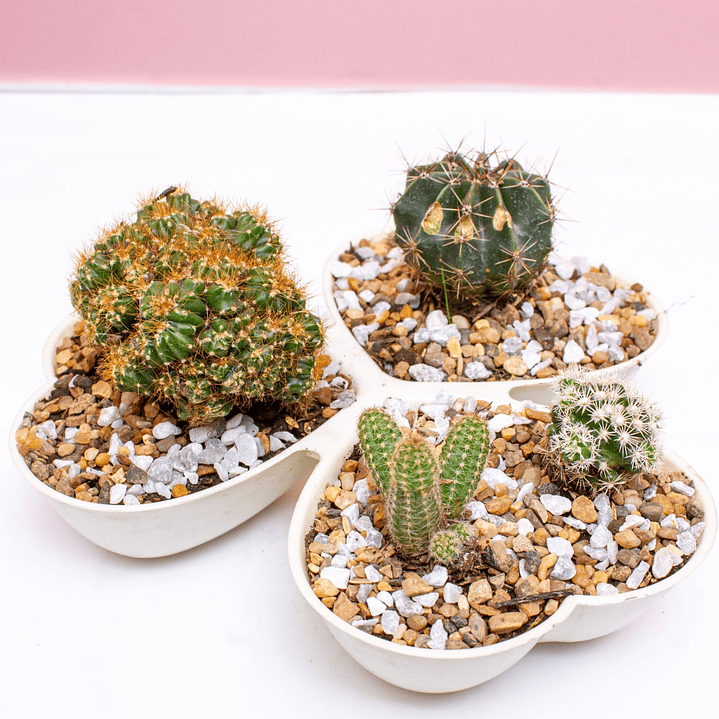 Terrario cactus En Matera de corazón 1