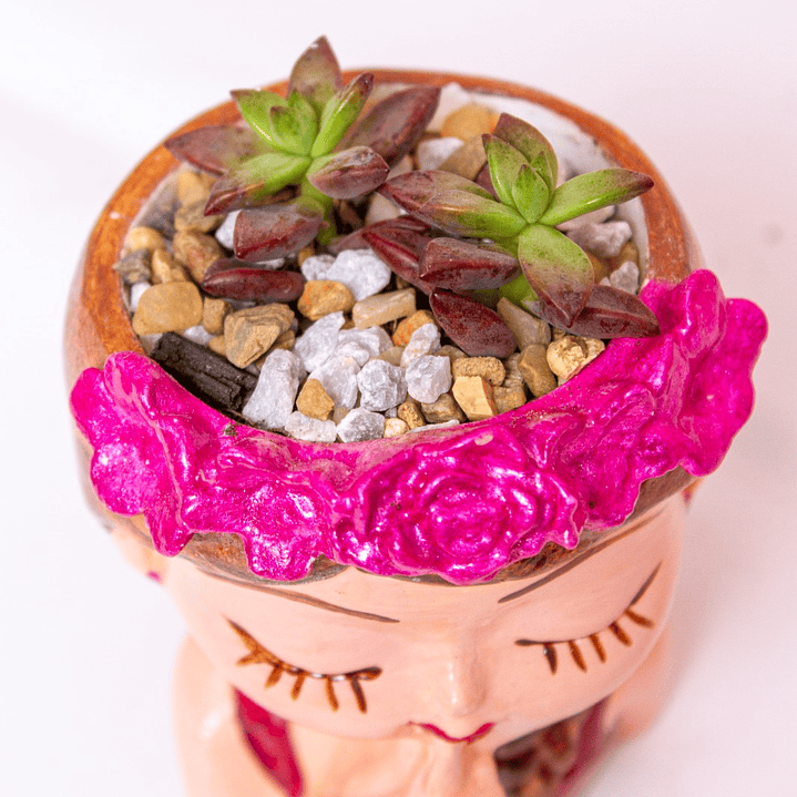 Suculenta en matera de rostro 2