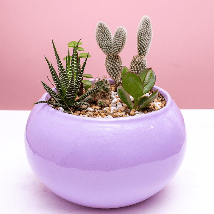 Terrario cactus y suculentas en matera ovalada de cerámica 1